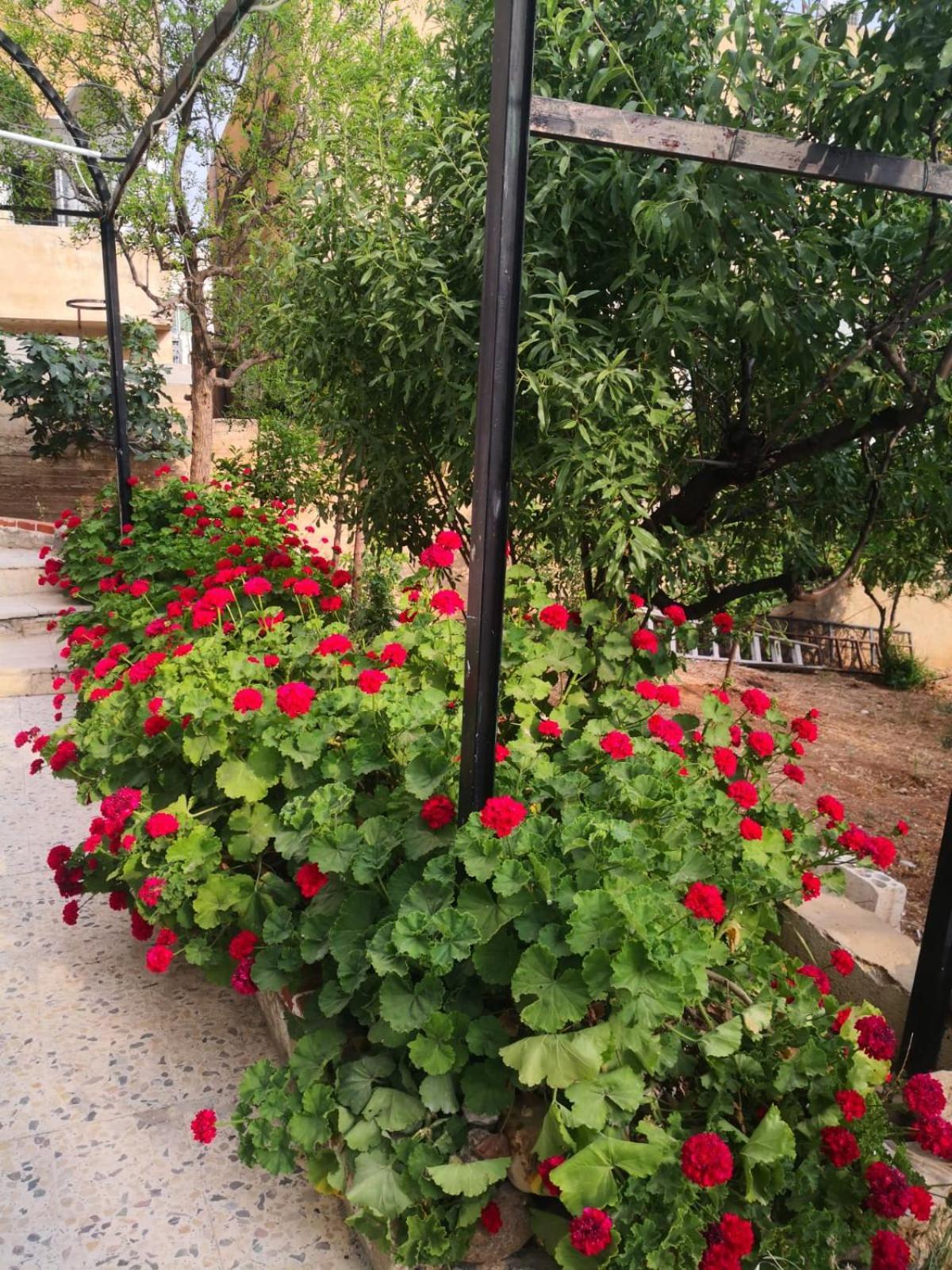 White Tulips Apartment الزنبقة البيضاء Jarash Exterior photo